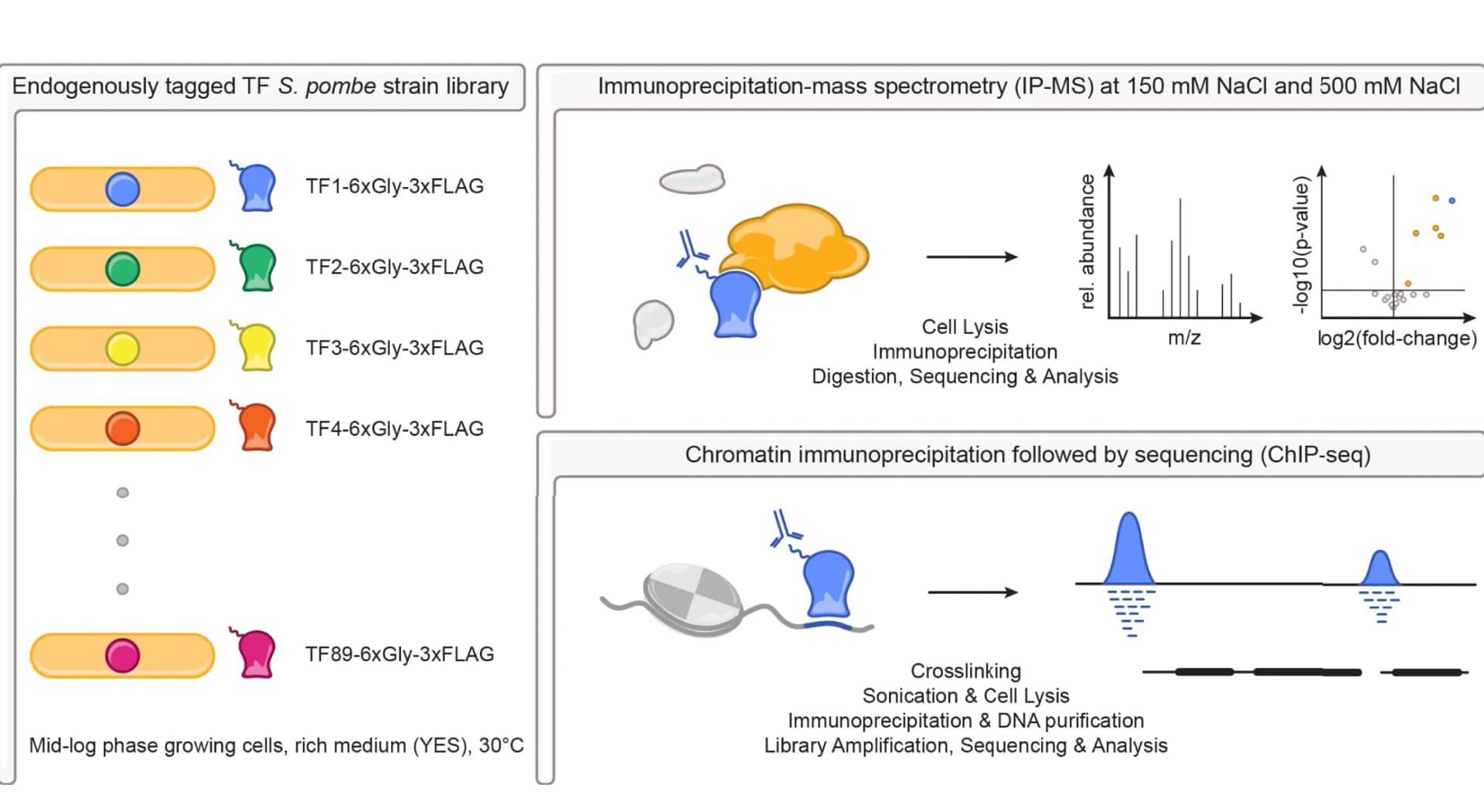 Open access visualization of Workflow, Scatter Plot, Volcano Plot, TF Interactions, Proteins