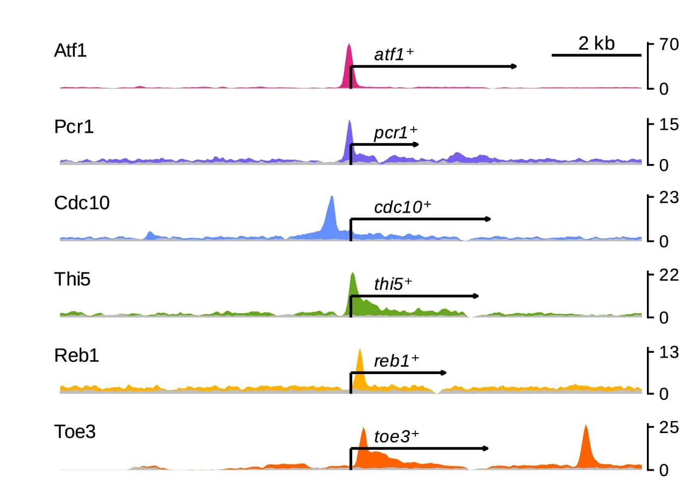 Open access visualization of Line Plot, Genome Browser, ChIP, TF, Gene Loci