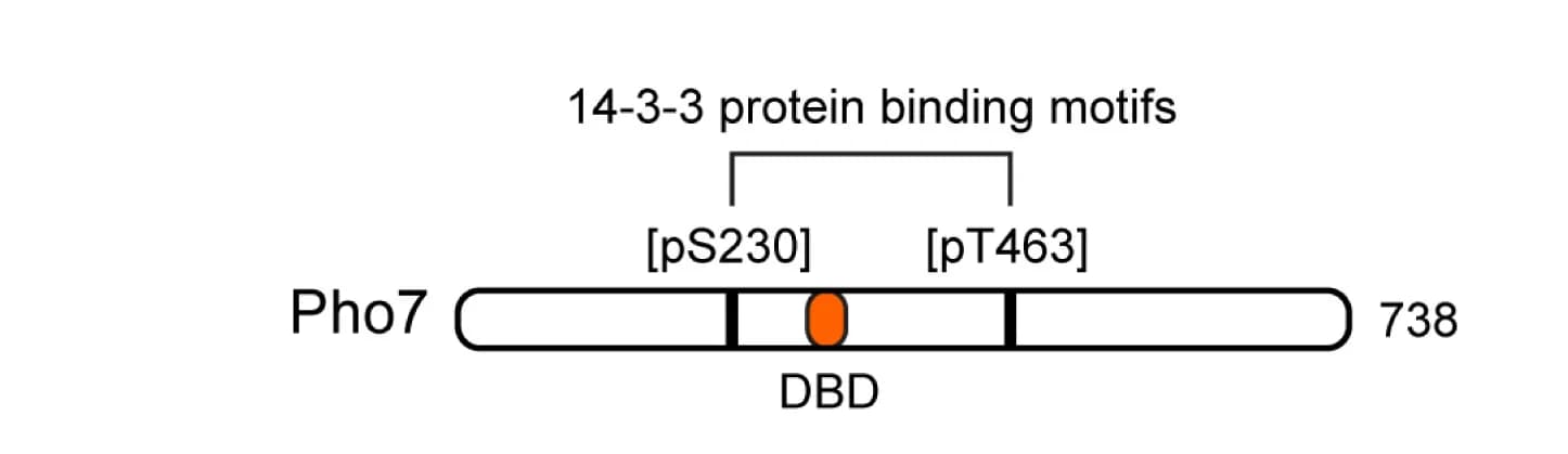Open access visualization of Illustration, Protein Domain Organization, DBD, Binding Motifs