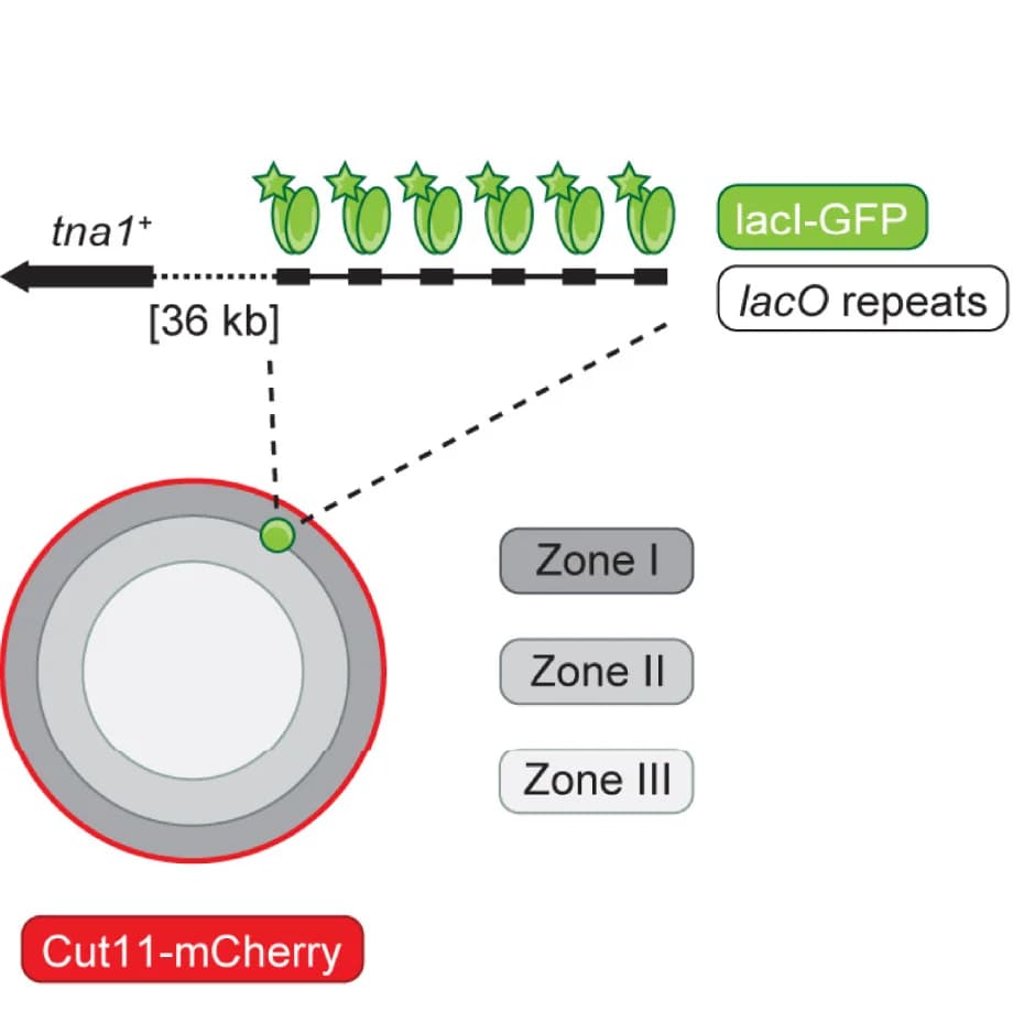 Open access visualization of Illustration, Workflow, Microscopy, Nuclear Envelope, GFP