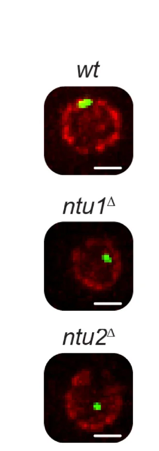 Open access visualization of Microscopy, Z Stack Projections, Ntu1, Ntu2, Wild Type