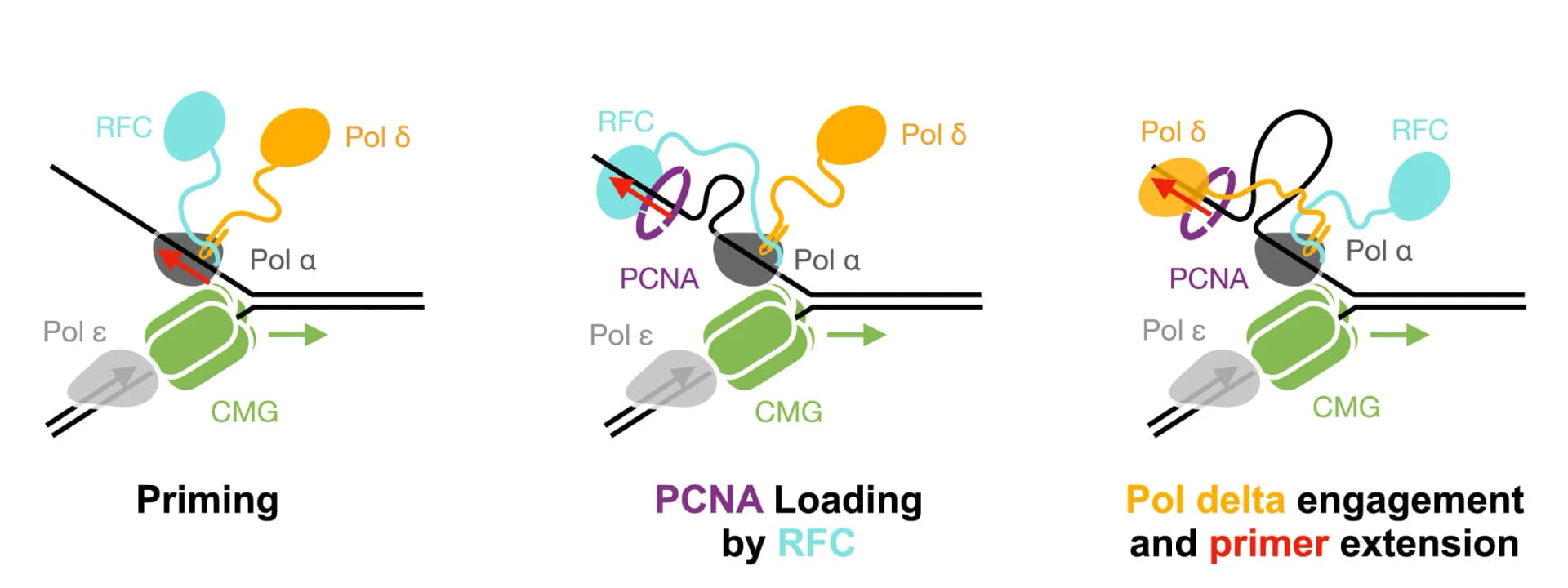 Open access visualization of Workflow, Illustration, Okazaki Fragment, DNA Priming, Polymerase Alpha