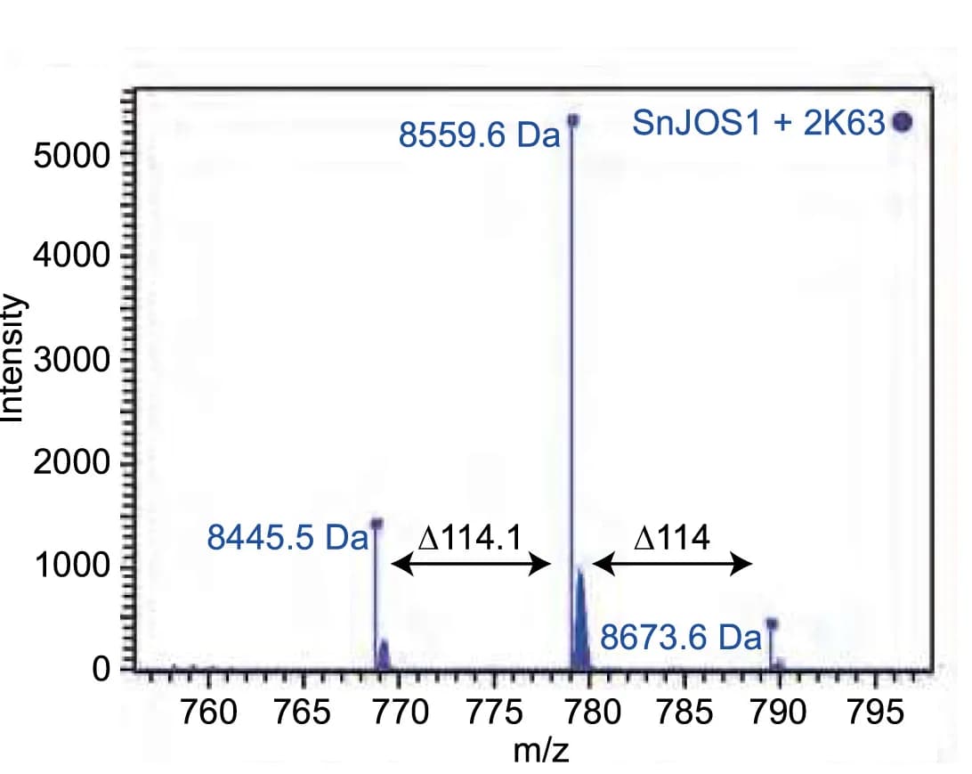 Open access visualization of Line Plot, Intact Mass Spectrometry, K63-linked Diubiquitin, SnJOS1, Mono-Ubiquitin