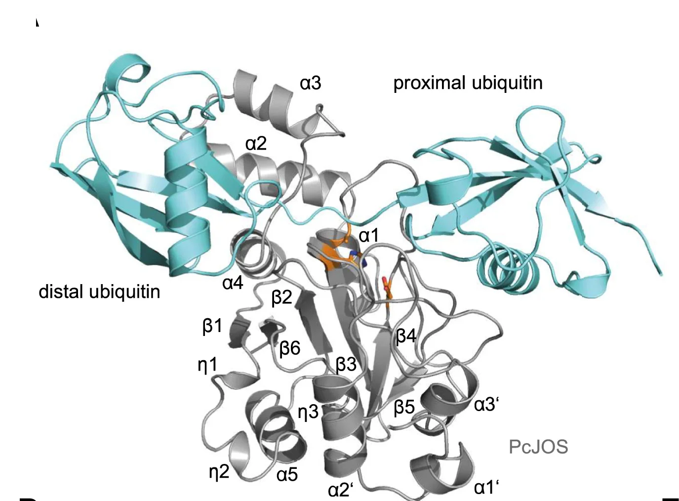 Open access visualization of Protein Structure, Cartoon Representation, Catalytic Core, Ubiquitin, Catalytic Residues