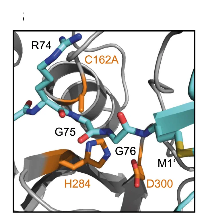 Open access visualization of Protein Structure, Chemical Structure, PcJOS Active Site, Residues, Ubiquitin C Terminus