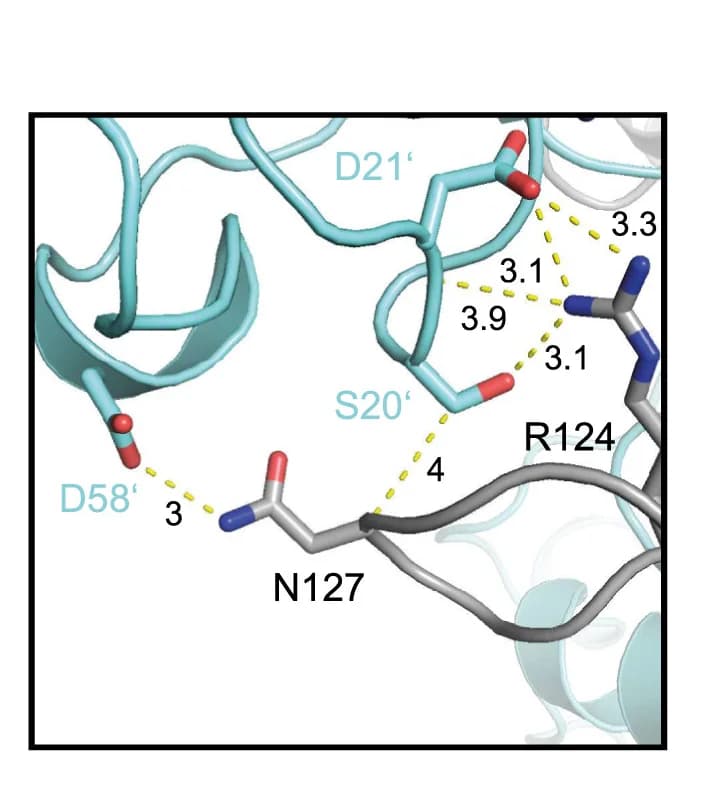 Open access visualization of Protein Structure, N-Terminal Extension, S1 Ubiquitin-Binding Site, Residues, Hydrogen Bonds