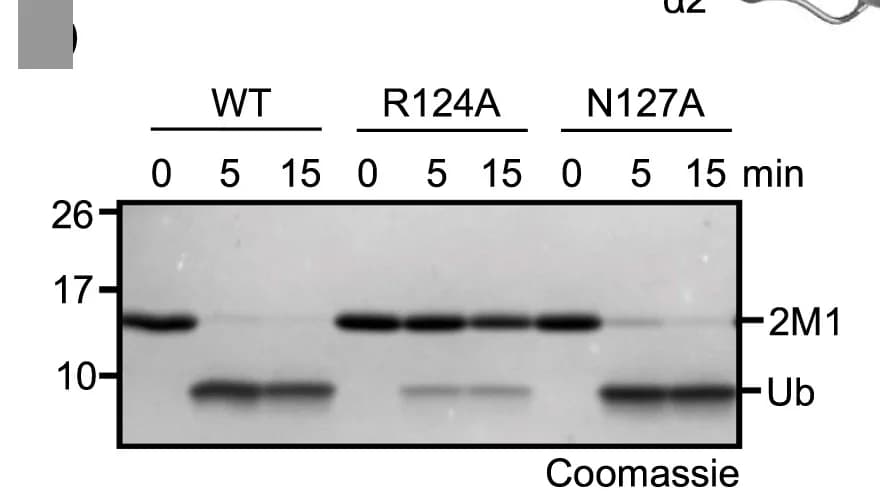 Open access visualization of Gel, PcJOS R124A, PcJOS N127A, Linear Diubiquitin, Activity