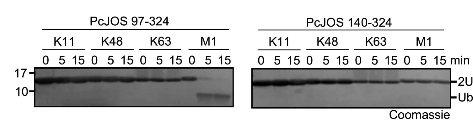 Open access visualization of Gel, PcJOS Truncations, Diubiquitins, Activity