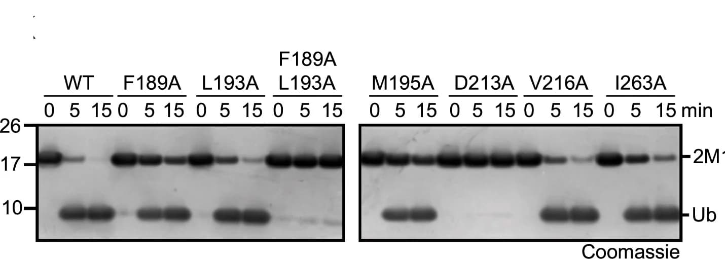 Open access visualization of Gel, S1 Site Mutants, Linear Diubiquitin, Activity