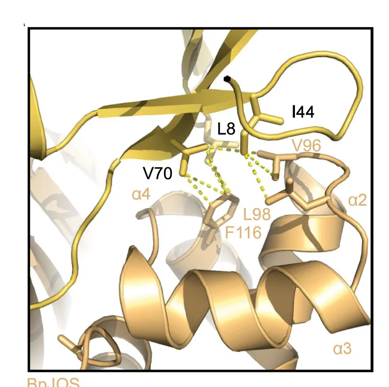 Open access visualization of Protein Structure, Ubiquitin, BpJOS, Hydrophobic Interactions, Ile-44 Patch