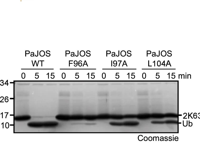 Open access visualization of Gel, PaJOS, S1 Site Mutants, K63-Linked Diubiquitin, Activity