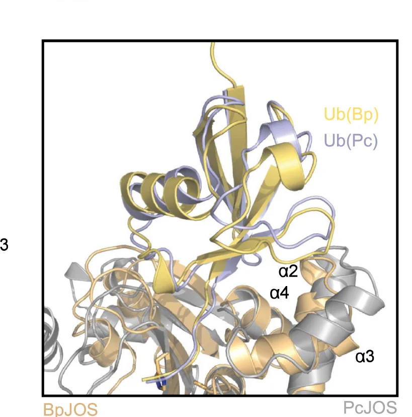 Open access visualization of Protein Structure, BpJOS, PcJOS, Structural Superposition, Catalytic Domains