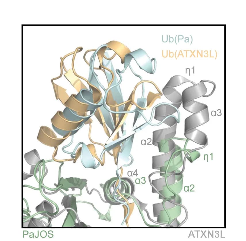 Open access visualization of Protein Structure, PaJOS, ATXN3L, Structural Superposition, Catalytic Domains