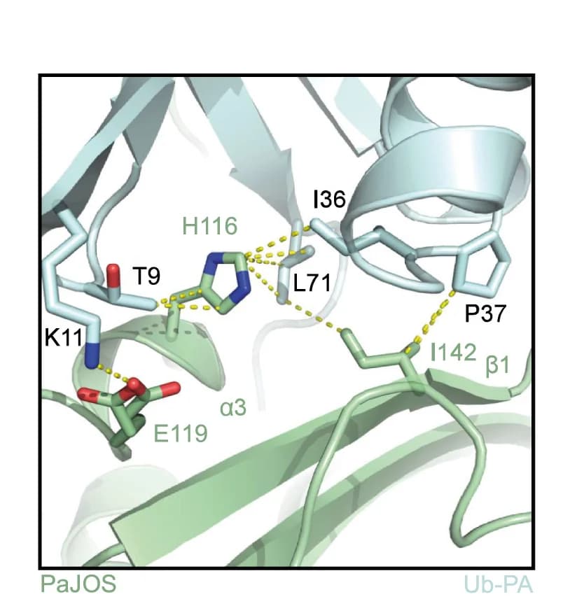 Open access visualization of Protein Structure, Chemical Structure, PaJOS, BpJOS, Ile36-Patch