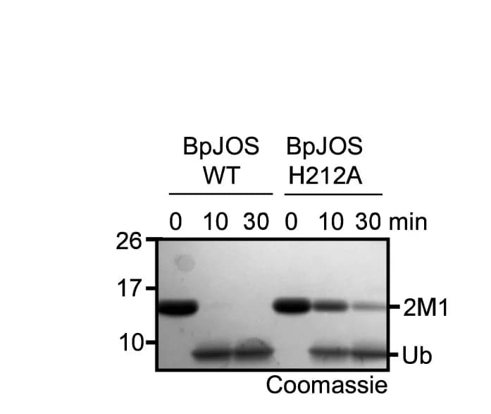 Open access visualization of Gel, BpJOS, H212A, Linear Diubiquitin, Activity
