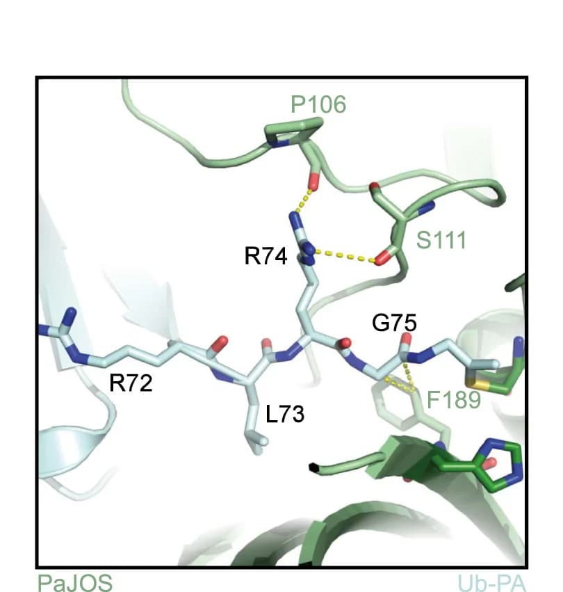 Open access visualization of Protein Structure, Chemical Structure, Ubiquitin, PaJOS, C Terminus
