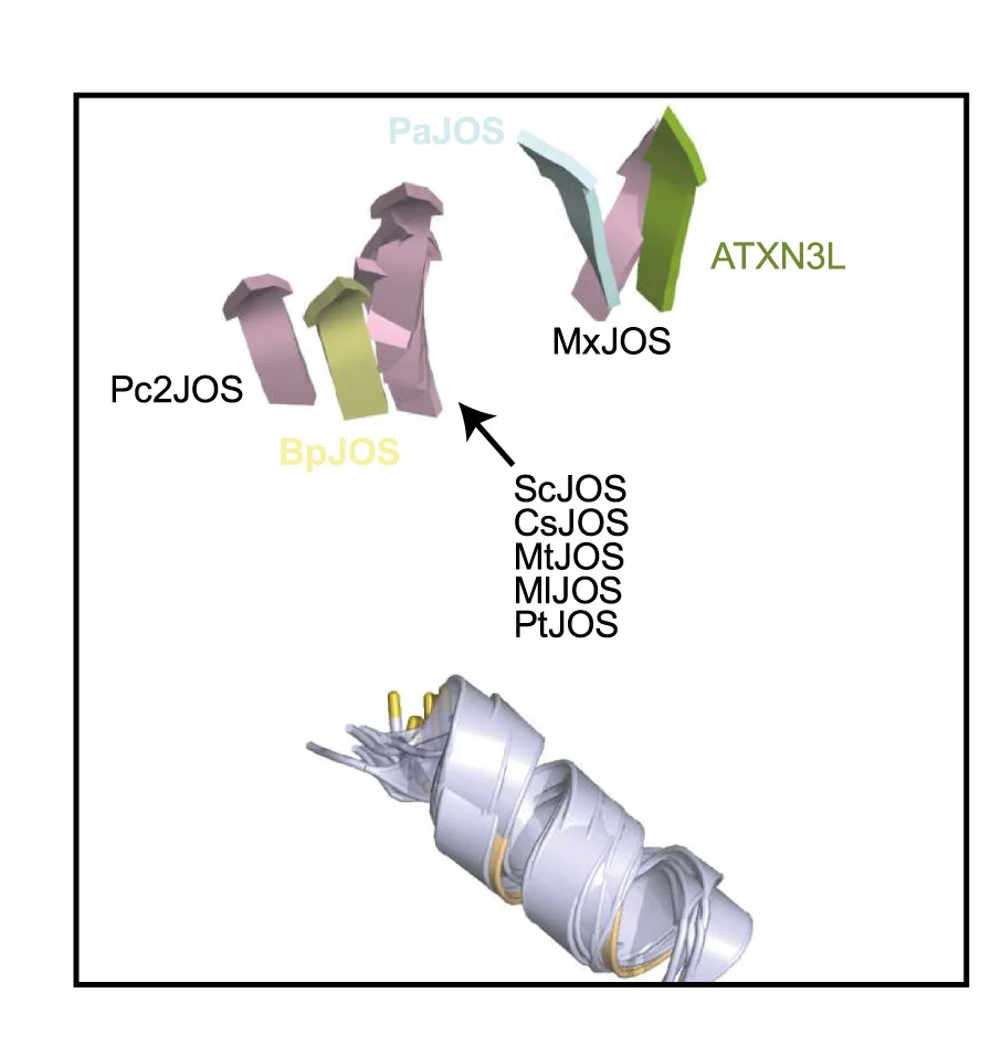 Open access visualization of Protein Structure, AlphaFold2, Ubiquitin, Bacterial Josephins, Crystal Structures