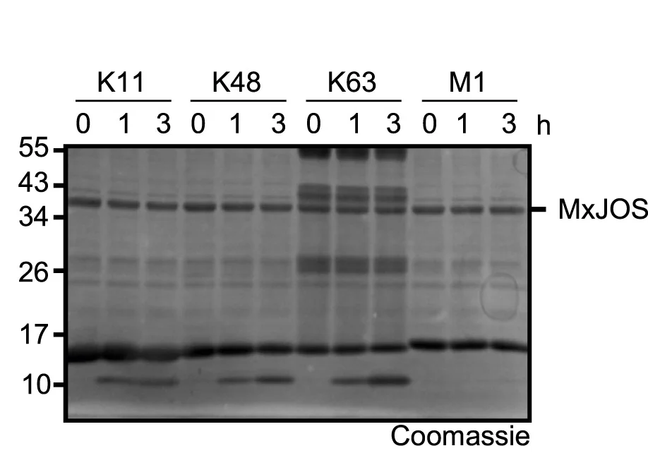 Open access visualization of Gel, Linkage Specificity, Bacterial Josephin DUBs, Diubiquitin Chains, MxJOS