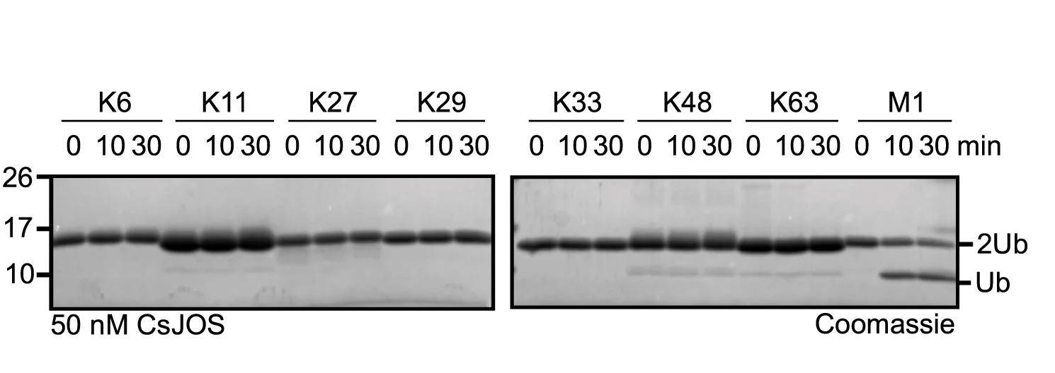 Open access visualization of Gel, Linkage Specificity, Bacterial Josephin DUBs, Diubiquitin Chains, CsJOS