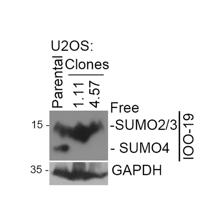 Open access visualization of Gel, Immunoblot, Lysates, Parental Cells, SUMO4
