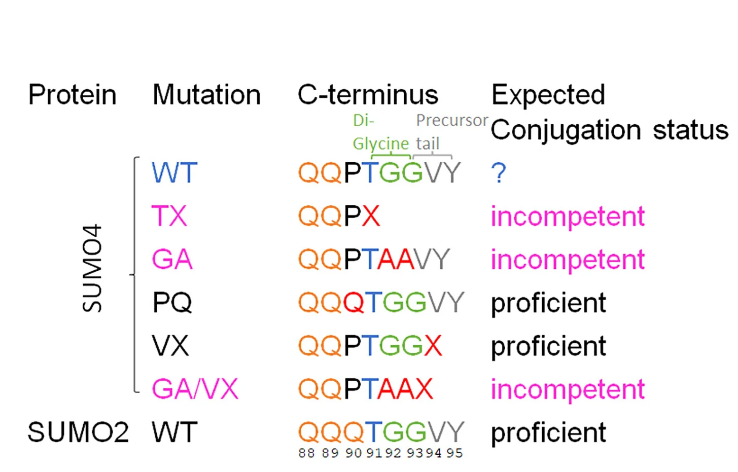 Open access visualization of Table Image, SUMO4, C-terminal Tail, Di-glycine Repeat, SENPs