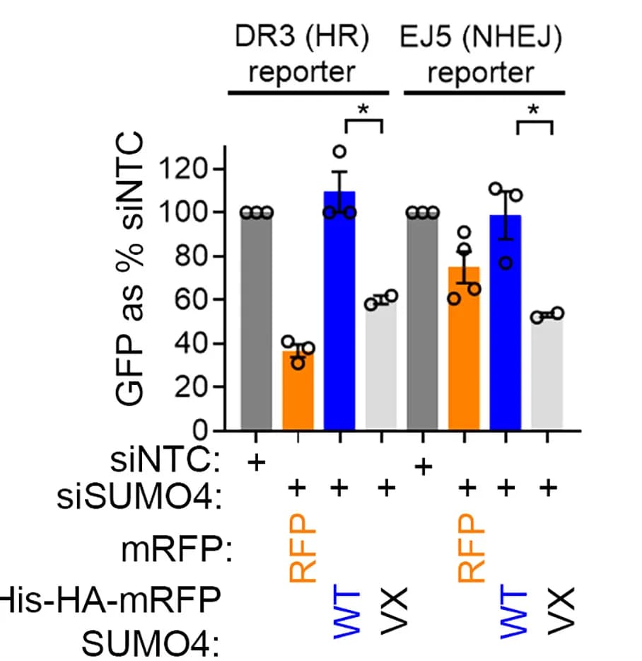 Open access visualization of Bar Plot, Error Bars, HR, NHEJ, SUMO4 siRNA