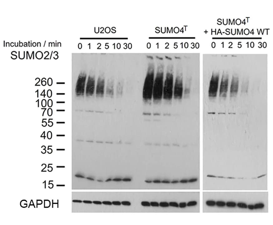 Open access visualization of Gel, Immunoblot, SUMO2/3, U2OS, SUMO4