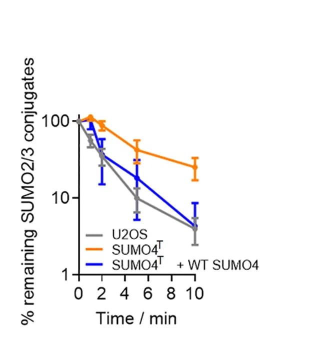 Open access visualization of Line Plot, Error Bars, Graphs, SUMO2/3 Proteins