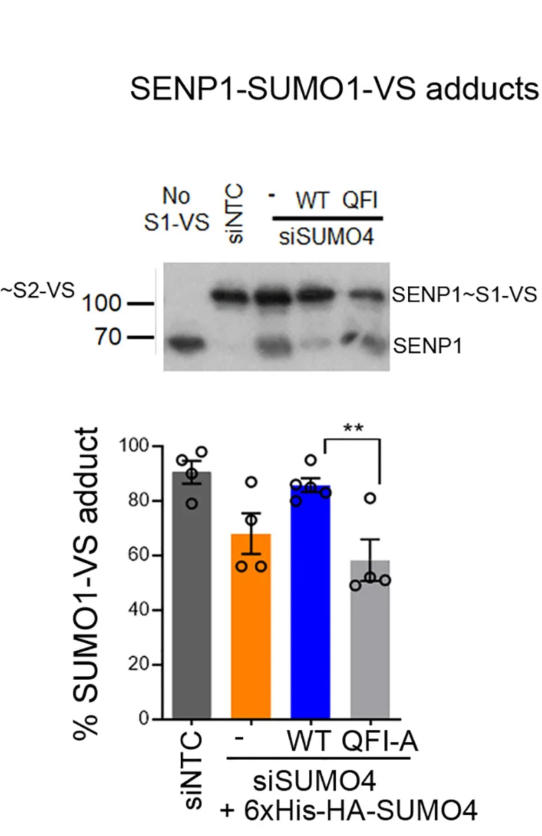 Open access visualization of Bar Plot, Error Bars, Gel, SENP1, HA-SUMO1-vinyl sulfone