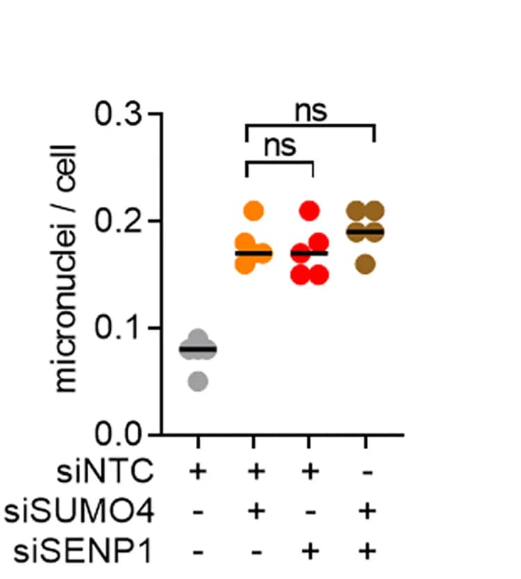 Open access visualization of Scatter Plot, Micronuclei, Irradiation