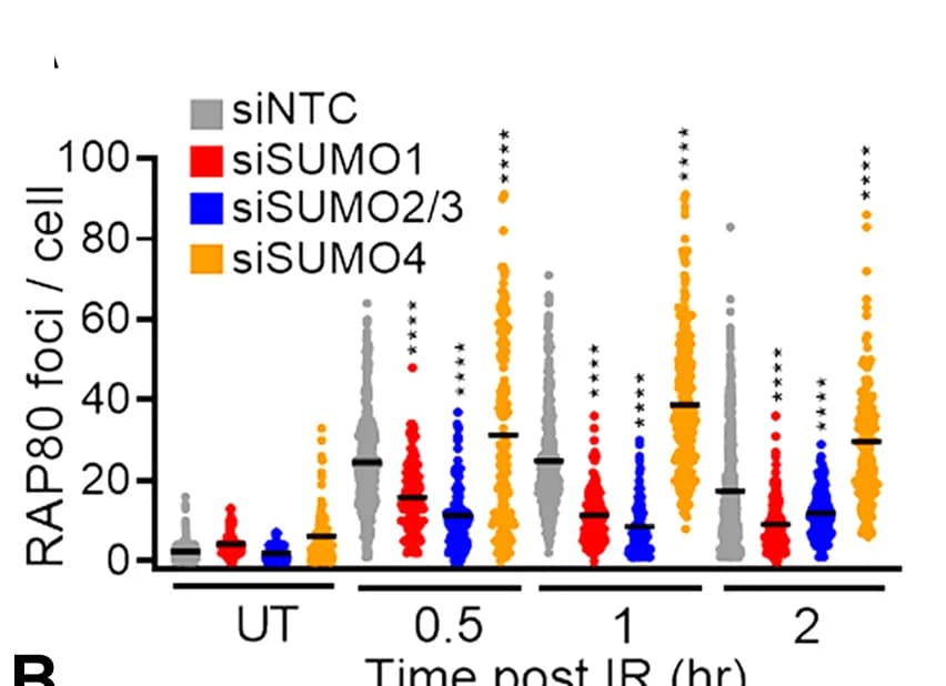 Open access visualization of Scatter Plot, RAP80 Foci, siRNA Treatments, Irradiation, Immunostaining