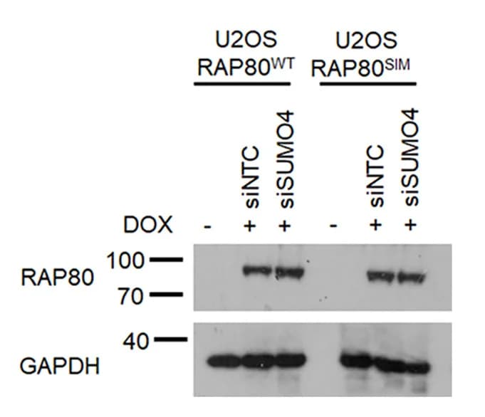 Open access visualization of Gel, Immunoblot, Myc-RAP80WT, Myc-RAP80SIM, siNTC