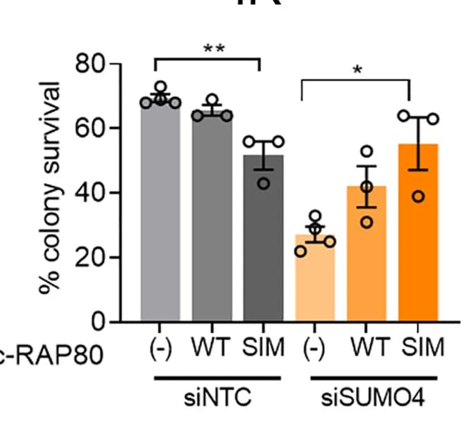 Open access visualization of Bar Plot, Error Bars, Colony Assay, NTC siRNA, SUMO4 siRNA