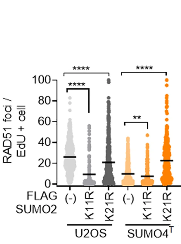 Open access visualization of Violin Plot, Box Plot, Scatter Plot, RAD51 Foci, U2OS Cells