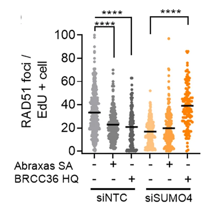 Open access visualization of Scatter Plot, RAD51 Foci, U2OS Cells, SUMO4Tcl1.11 Cells, NTC siRNA