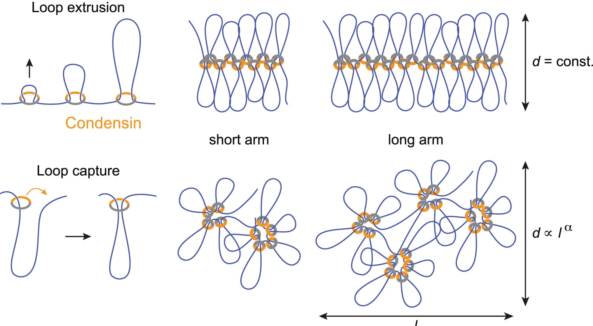 Open access visualization of Illustration, Workflow, Loop Extrusion, Loop Capture, Condensin