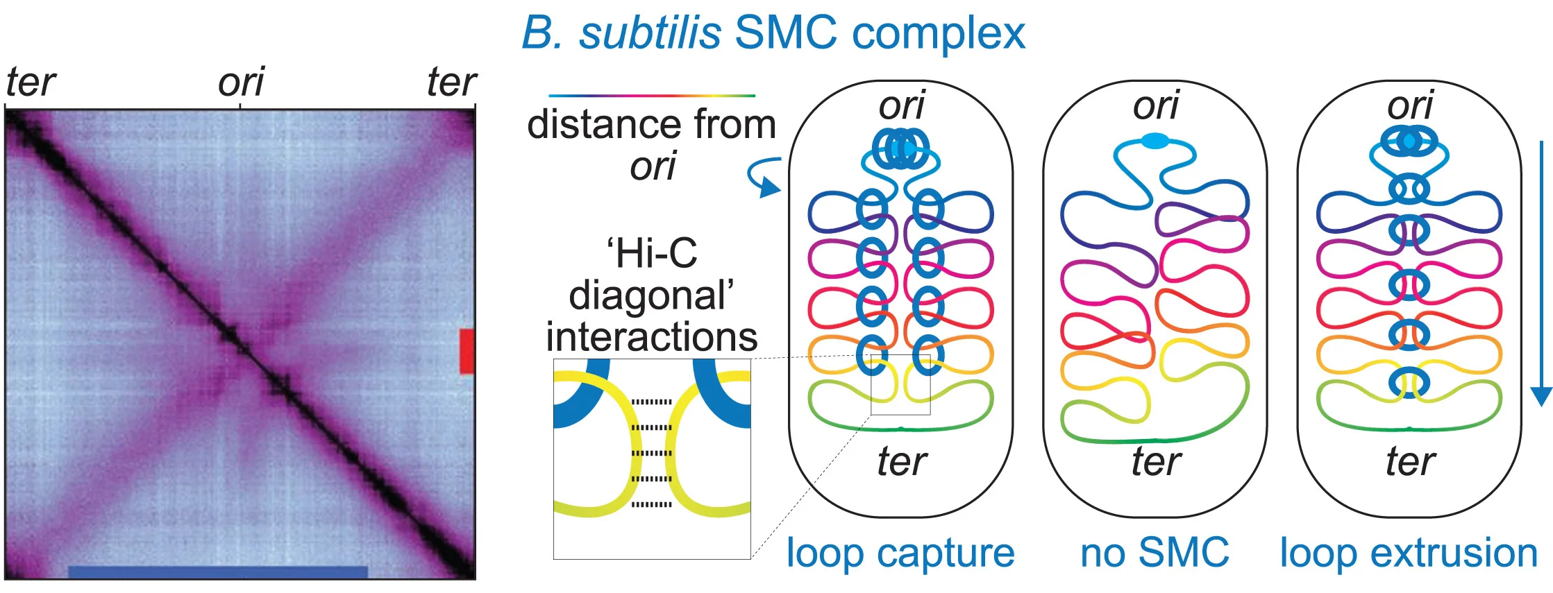 Open access visualization of Heatmap, Illustration, Workflow, Hi-C Diagonal, B. subtilis