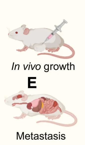 Open access visualization of Illustration, In Vivo Growth, Tumor behavior, Histone KL-la, Gene upregulation