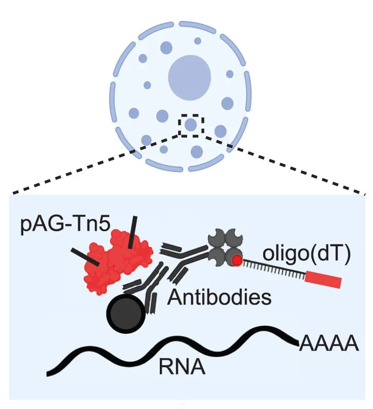 Open access visualization of Illustration, Workflow, Antibodies, Epitope, pAG-Tn5