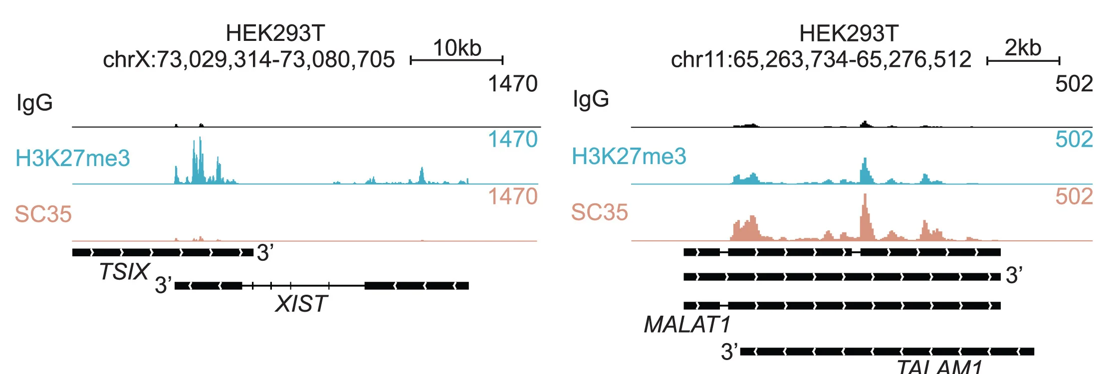 Open access visualization of Line Plot, Genome Tracks, IgG, H3K27me3, SC35