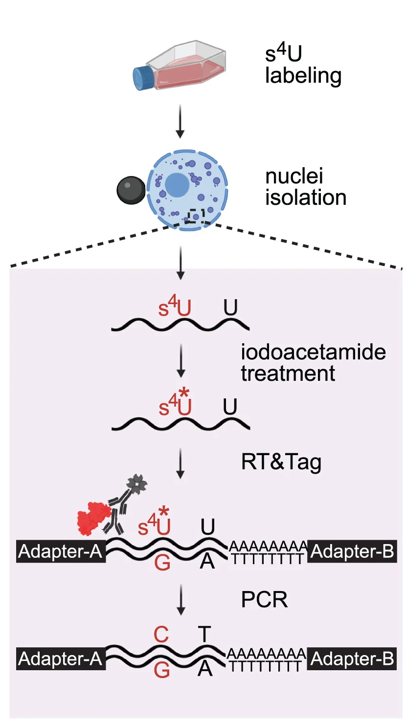 Open access visualization of Workflow, Illustration, SLAM-RT&Tag, s4U, Nuclei Isolation