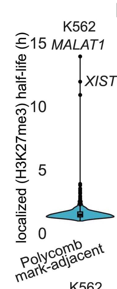 Open access visualization of Violin Plot, Scatter Plot, Violin Plots, H3K27me3, Half-lives