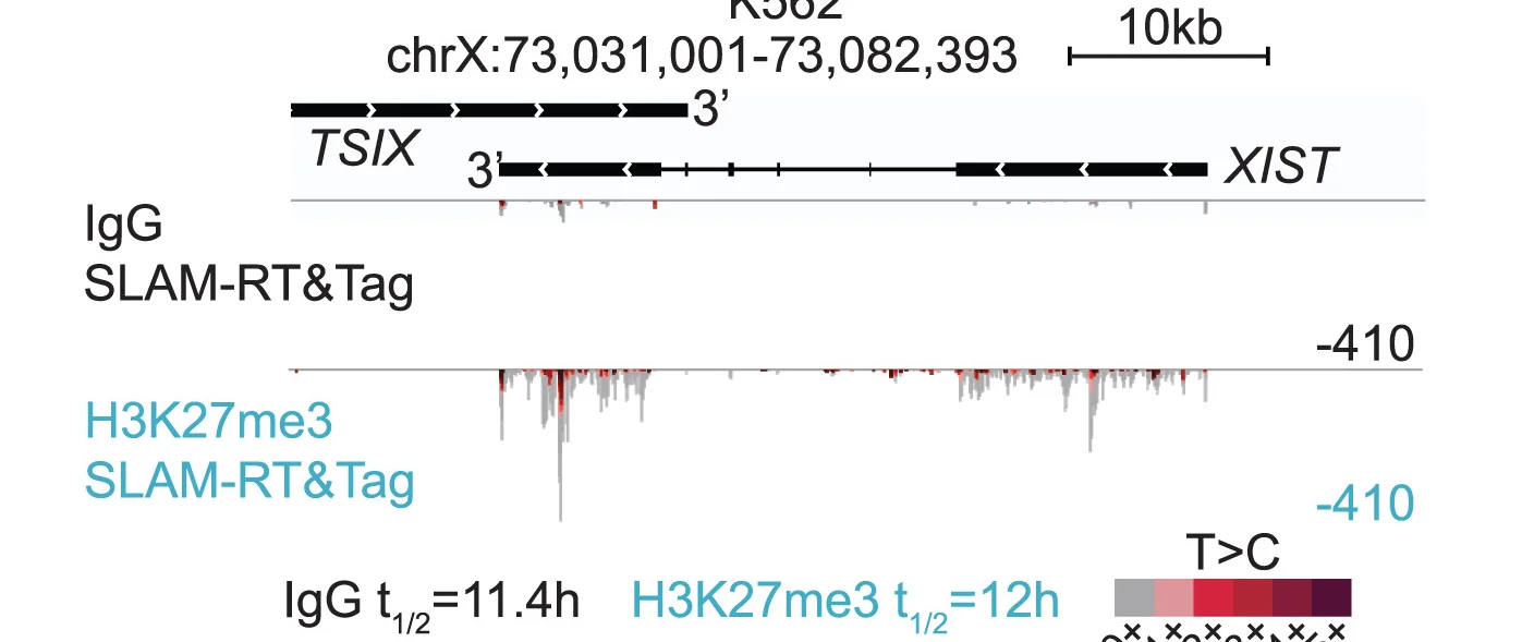 Open access visualization of Line Plot, Genome Track, IgG, H3K27me3, SLAM-RT&Tag