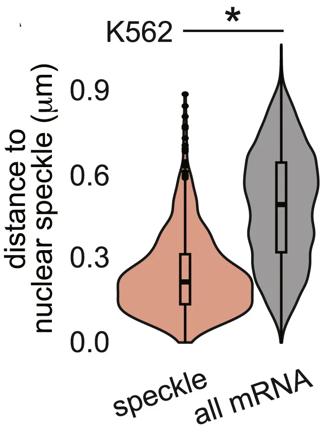 Open access visualization of Violin Plot, Box Plot, Violin Plots, Gene Bodies, Speckle Transcripts