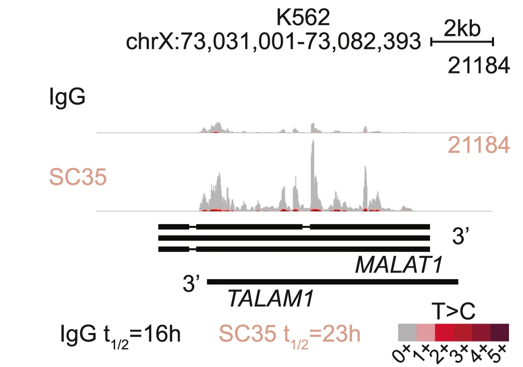 Open access visualization of Line Plot, Density Plot, Genome Track, IgG, SC35