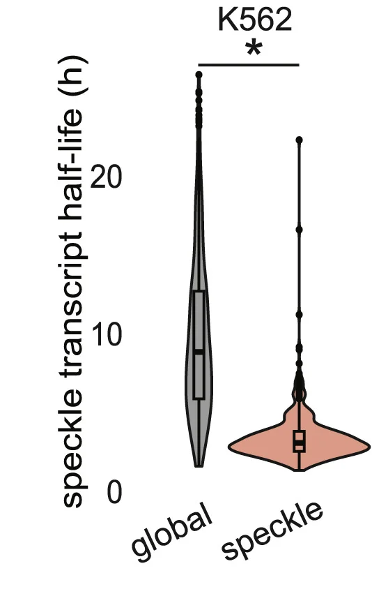 Open access visualization of Violin Plot, Box Plot, Violin Plots, IgG, SC35