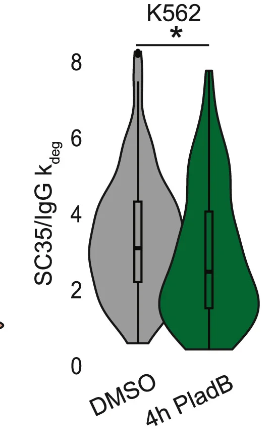 Open access visualization of Violin Plot, Box Plot, Violin Plots, IgG, SC35