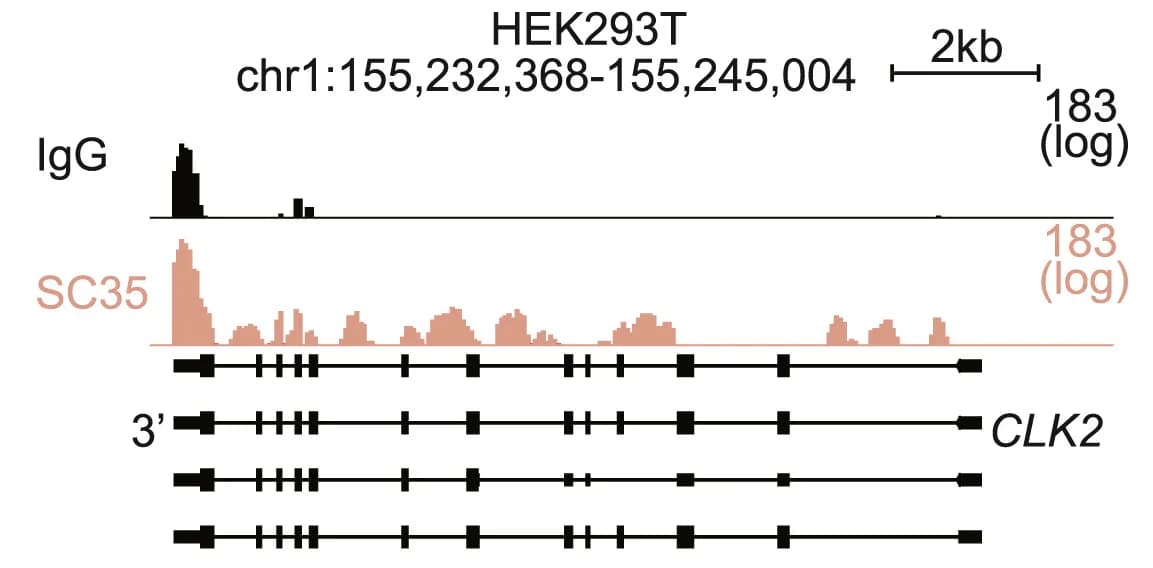Open access visualization of Line Plot, Genome Track, IgG, SC35, RT&Tag