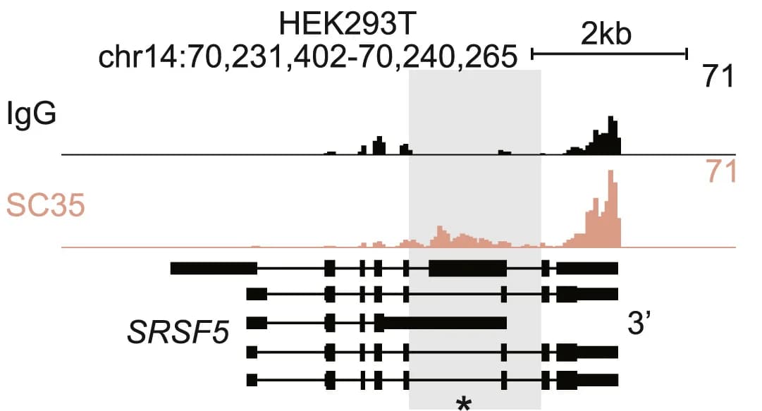 Open access visualization of Line Plot, Genome Track, IgG, SC35, RT&Tag