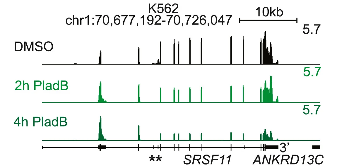 Open access visualization of Line Plot, Density Plot, Genome Track, Whole-Cell RNA-seq, SRSF11
